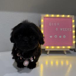 Dior - Black female Shih Tzu puppy in Benbrook, Texas from Pretty Paws & Pearls Shih Tzu's