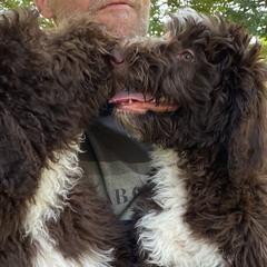Peep - Brown and white Aussiedoodle puppy in New Philadelphia, Ohio from Oldtown Doodles