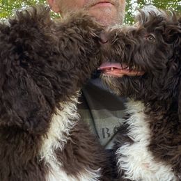 Peep - Brown and white Aussiedoodle puppy in New Philadelphia, Ohio from Oldtown Doodles