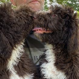 Peep - Brown and white Aussiedoodle puppy in New Philadelphia, Ohio from Oldtown Doodles