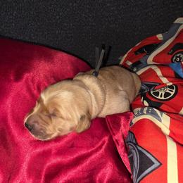 Black - Golden male Golden Retriever puppy in Phoenix, Arizona from Ashrose Kennels