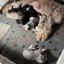 Aussiedoodle puppies from Branch Creek kennels
