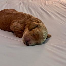 Rex - Golden male Cockapoo puppy in Marietta, South Carolina from River Falls Cockapoos