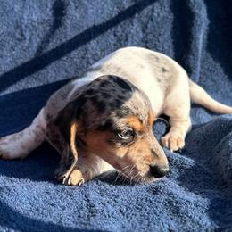 Girl 1 - Piebald female Dachshund puppy in Stilwell, Oklahoma from Double Down Doxies