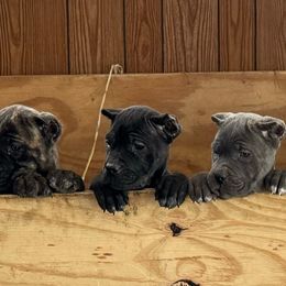 Cane Corso puppies from Woodleyswarriors