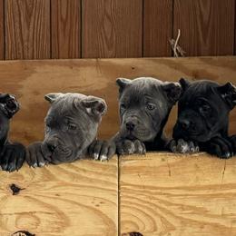Cane Corso puppies from Woodleyswarriors