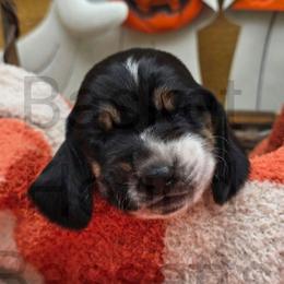 Thunder (red collar) - Black brown and white male Basset Hound puppy in Big Rapids, Michigan from Basket Hound Bassets