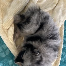 Pomeranian Puppies from Yates Pomeranians