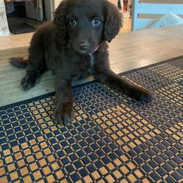 Cocoa - Brown and white female Aussiedoodle puppy in San Antonio, Texas from Av’s Poodles and Doodles