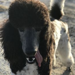 Sapphire  - Poodle