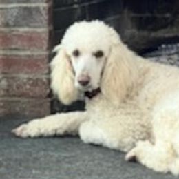 Poodles from Little River Poodles