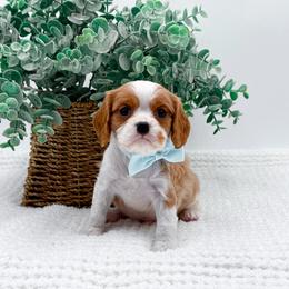 Asher - Blenheim male Cavalier King Charles Spaniel puppy in North Carolina from NC Doodle Puppies