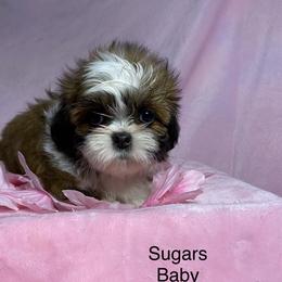 Sugar 1 - Chocolate and tan female Shih Tzu puppy in Zeigler, Illinois from Dandy Little  Shih Tzu, Shih Poo's and Toy Poodles