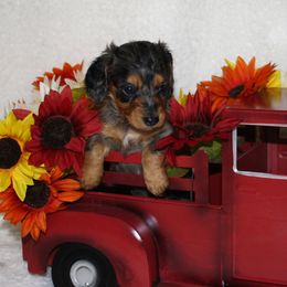 Hyde - Dapple male Dachshund puppy in Corbin, Kentucky from White River Valley Kennel