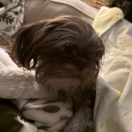 Stella - Shih Tzu