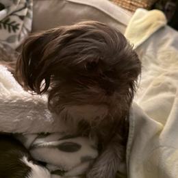 Stella - Shih Tzu