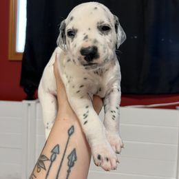 Dalmatian Puppies from Hallmark Dalmatians;