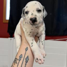 Dalmatian Puppies from Hallmark Dalmatians;