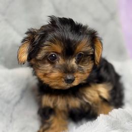 Strawberry - Chocolate and tan female Yorkshire Terrier puppy in Palm Coast, Florida from Fiesta Pups