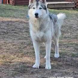Bella - Blue Print Collar - Gray and white female Siberian Husky puppy in Tomahawk, Wisconsin from Lunter's Heaven Huskies