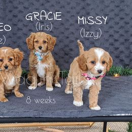 Bernedoodle and Cavapoo Puppies from Wag'in Tails