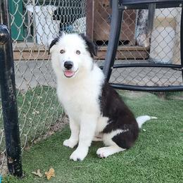 Swan - Black and white male Border Collie puppy in Morgan, Texas from Shooting Star Ranch