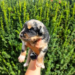 Grimm - Blue merle male Australian Shepherd puppy in Salem, Oregon from Steady Aim Aussies