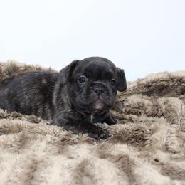 Bertha - Brindle female French Bulldog puppy in Saucier, Mississippi from Mississippi Sound Frenchies