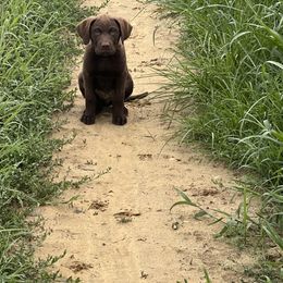 Chesapeake Bay Retriever Puppies from Rebecca's Chesapeake Bay Retrievers
