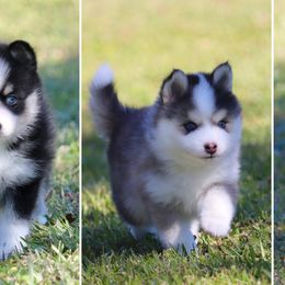 Pomskies from Bayouland Pomskies