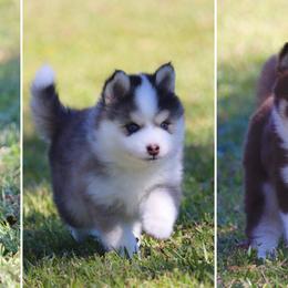 Pomskies from Bayouland Pomskies