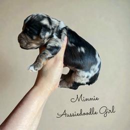 Aussiedoodle puppies from Guinn Family Farms