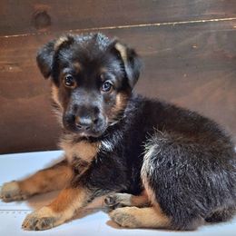 German Shepherd Puppies from Vicki Rohr