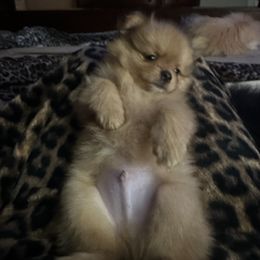 Fred - Wolf sable Pomeranian puppy in Plano, Texas from Pom Frenzy
