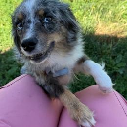 Nova - Miniature Australian Shepherd