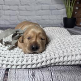 Dewey - Golden male Golden Retriever puppy in Piedmont, South Carolina from The Farm at Saluda Ridge