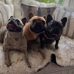 French Bulldog All Grown Up from Frenchies On The Hill, LLC