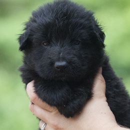 Black female - Black female German Shepherd puppy in Twin Lake, Michigan from VanBlargan German Shepherds
