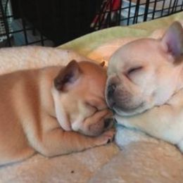 French Bulldog Puppies from DavisK French Bulldogs