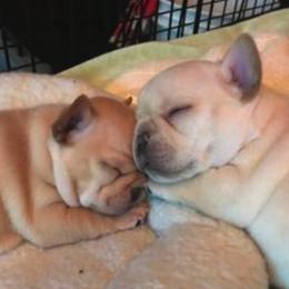 French Bulldog Puppies from DavisK French Bulldogs
