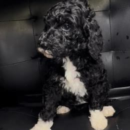 Wabi Sabi - Black female Poodle puppy in Corona, California from Garden Of Poodles
