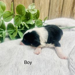 Max - Black tri-color male Aussiedoodle puppy in Hamilton, Michigan from White Pine Farm