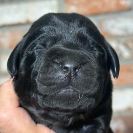 Hula - Black female Labrador Retriever puppy in Dixon, California from Rosslyn Labradors (Rose-Line)