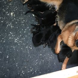 German Shepherd Puppies from Khanguard German Shepherds