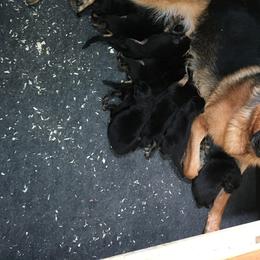 German Shepherd Puppies from Khanguard German Shepherds