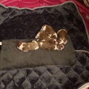 Welsh Springer Spaniel Puppies from Renascent Welsh Springer Spaniels