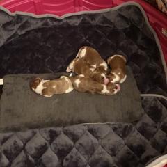 Welsh Springer Spaniel Puppies from Renascent Welsh Springer Spaniels