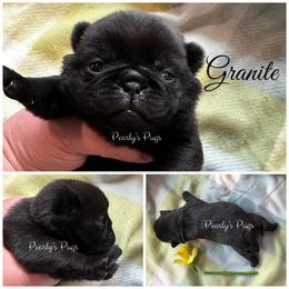 Granite - Black male Pug puppy in Summerville, Georgia from Pearly’s Pugs & Pollywog Poodles