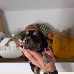 Ophelia - Black and cream female Dachshund puppy in Miami, Florida from Teenie Bikini Weenies