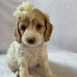 Friday - Buff and white female Cockapoo puppy in Adrian, Oregon from ApplebyFarm